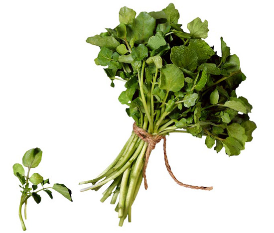 Potočarka