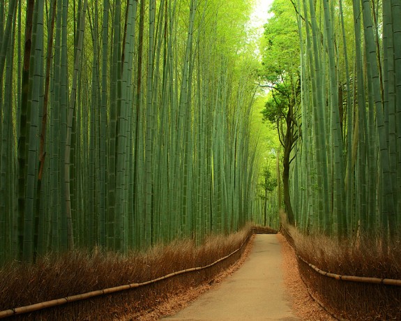Šuma bambusa, Japan