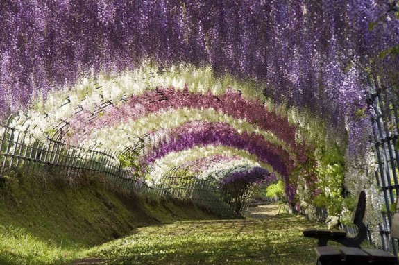 Cvjetni tunel Wisteria, Japan
