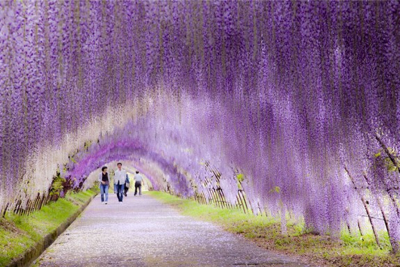 Cvjetni tunel Wisteria, Japan
