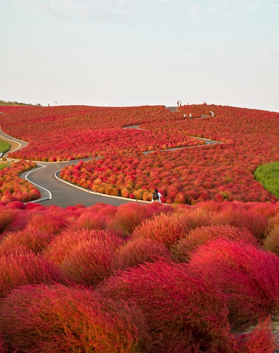 Hitachi park, Japan