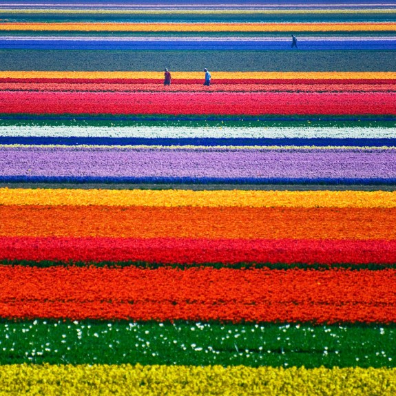 Polja tulipana, Holandija