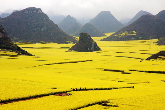 Polja uljane repice, Kina