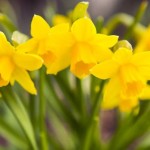 7 smrtonosnih biljaka koje možda imate u svom vrtu ili kući