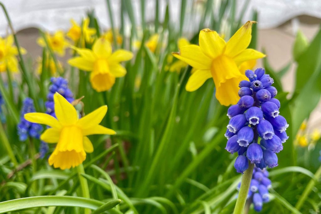 Otrovni narcisi u proljetnom vrtu - opasnost za kućne ljubimce