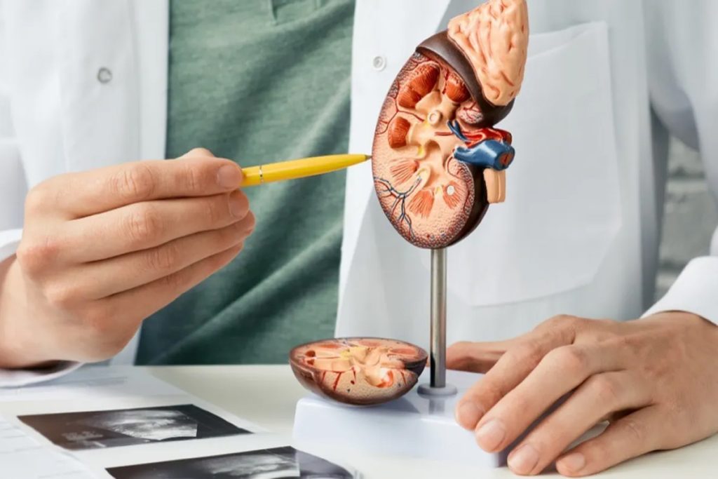 Medicinski stručnjak objašnjava građu bubrega pokazujući na anatomski model u ordinaciji.